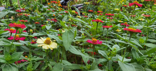 50670188271_d20074f7f6_b